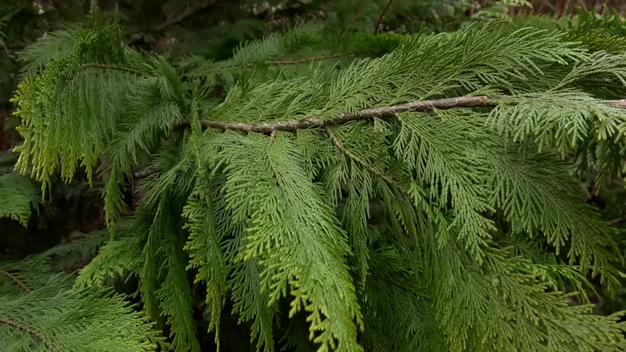 靠垫的绿色土花靠近。视频下载