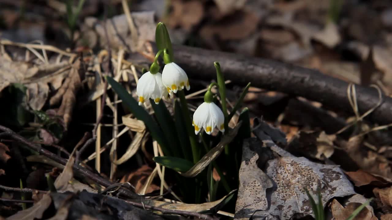 雪花莲视频下载