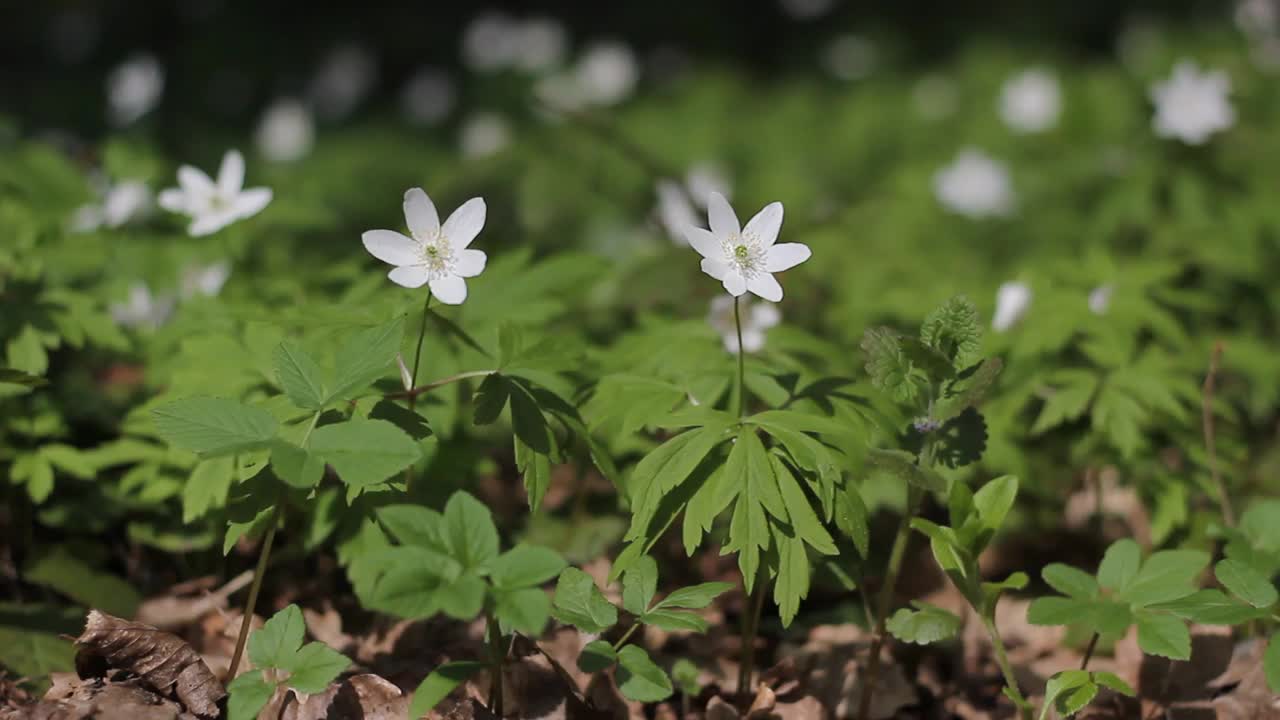 白色的花和摇曳的草视频下载