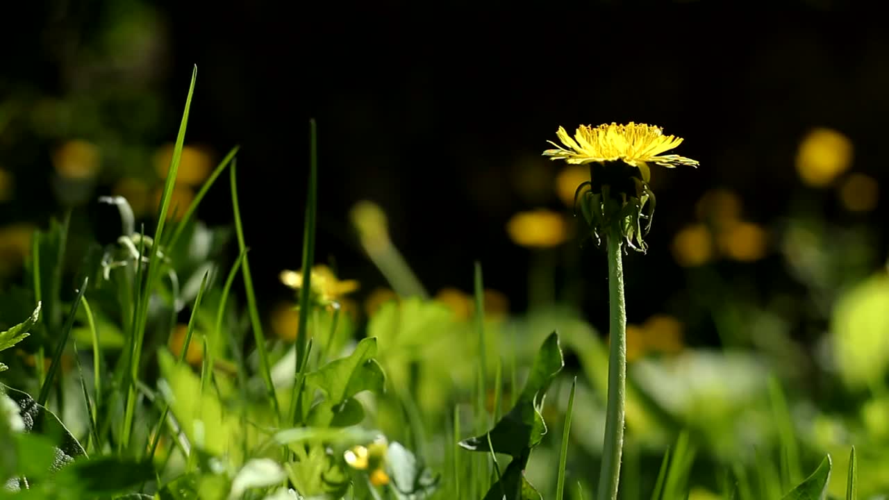 黄色的蒲公英和绿色的草。视频下载