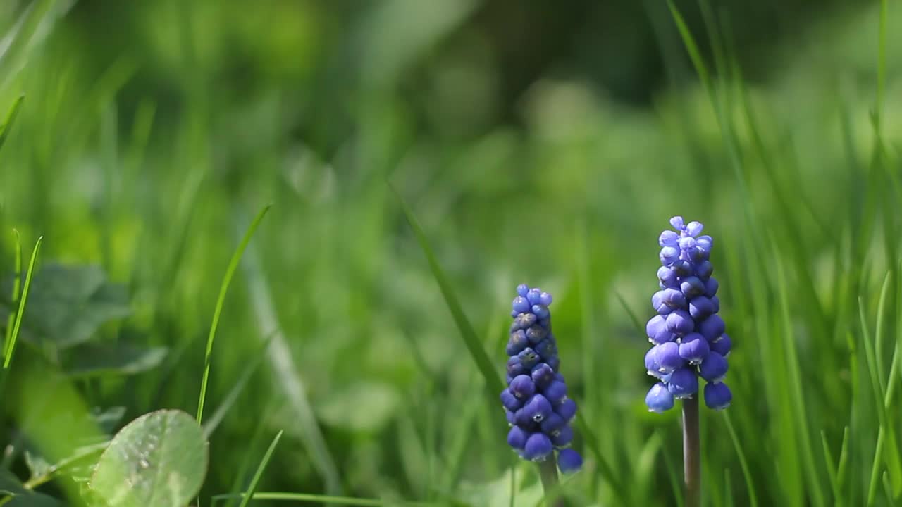 麝香，麝香花。视频下载