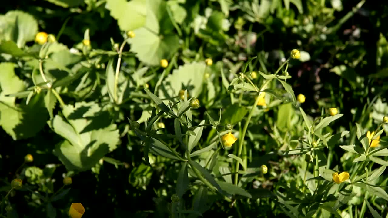 黄色的花，绿色的叶子视频素材