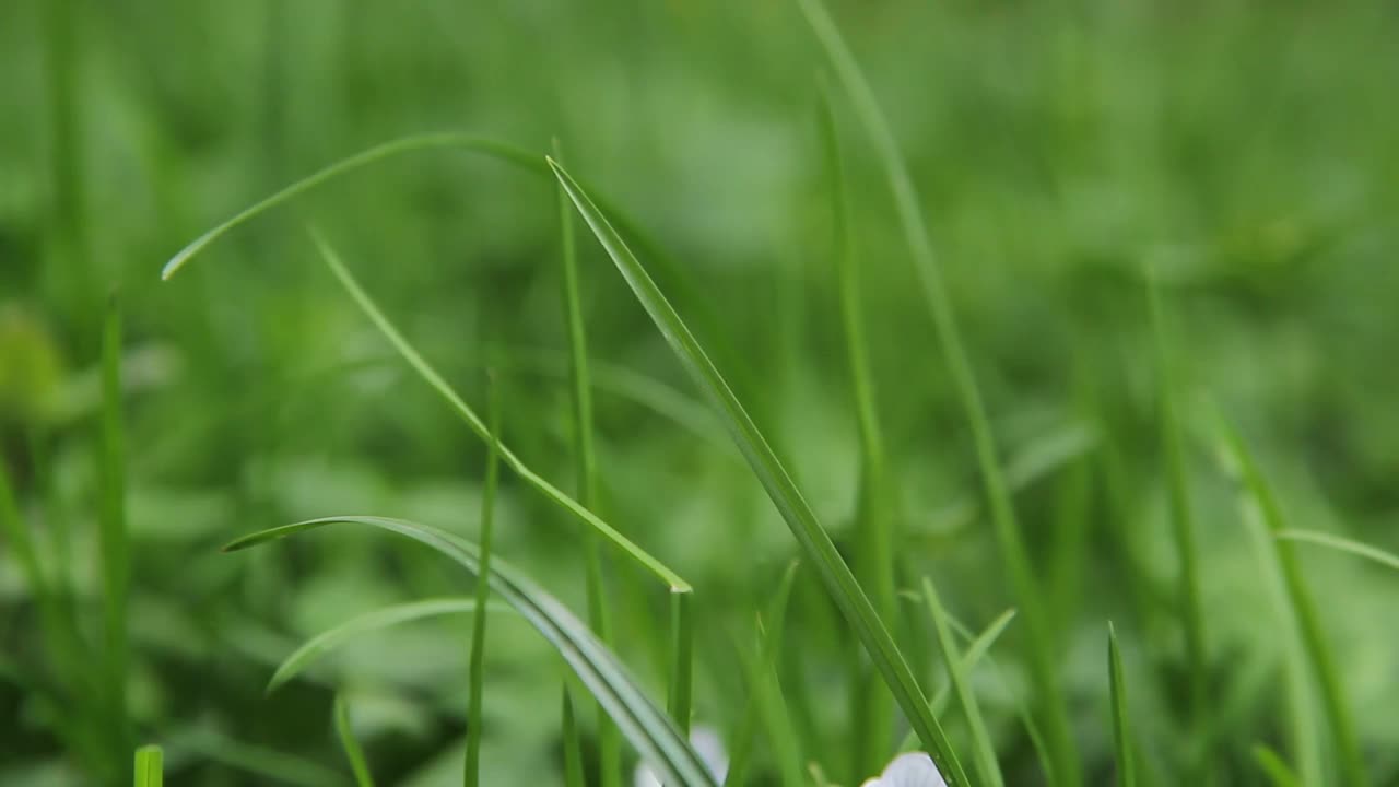 草在风中摇摆。绿草靠近。草地的背景。摇曳的青草。视频素材