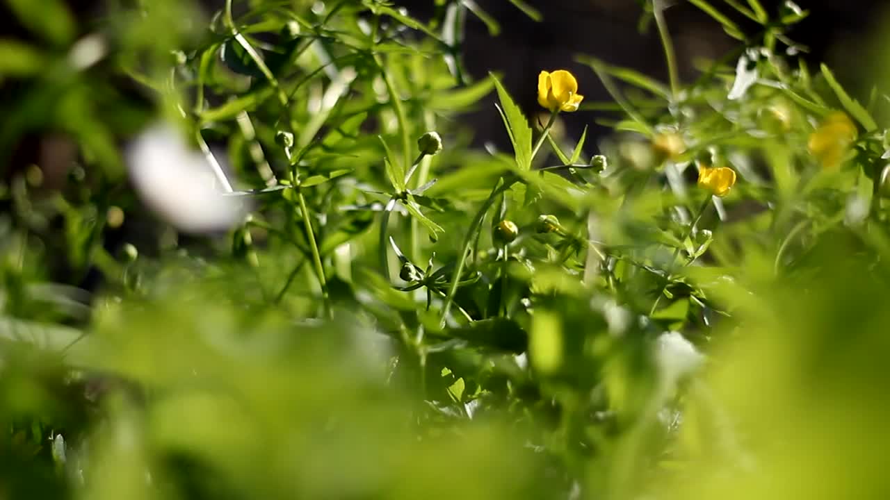 黄花毛茛在绿草上摇曳。视频下载