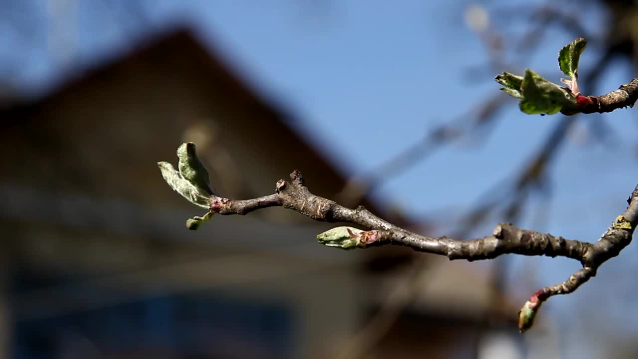 开花的树枝。春天开花。视频下载