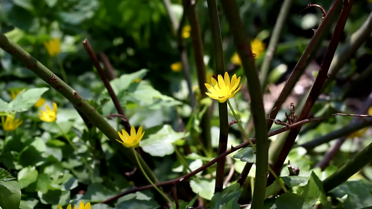 黄色的花和绿色的叶子。视频素材