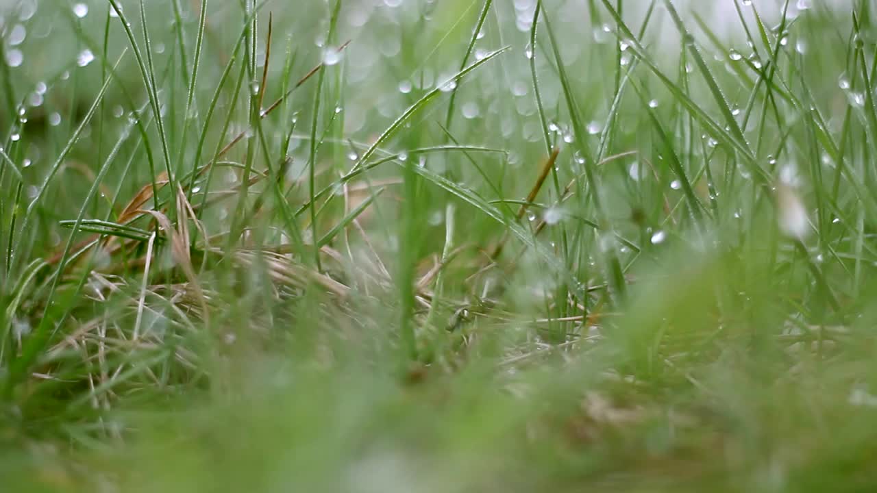 绿草上有露珠，露珠上有绿草。视频素材