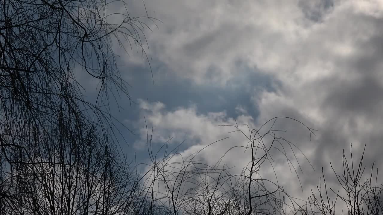 树和蓝天白云。自然景观背景。美丽的大自然。天气的季节变化。视频下载