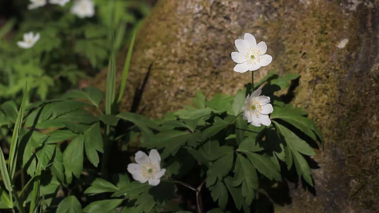 白花摇曳。视频下载