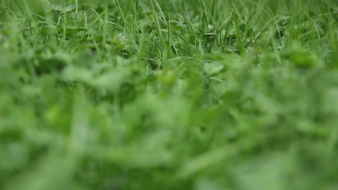 草在风中摇摆。绿草纹理特写。草地的背景。摇曳的青草。视频素材