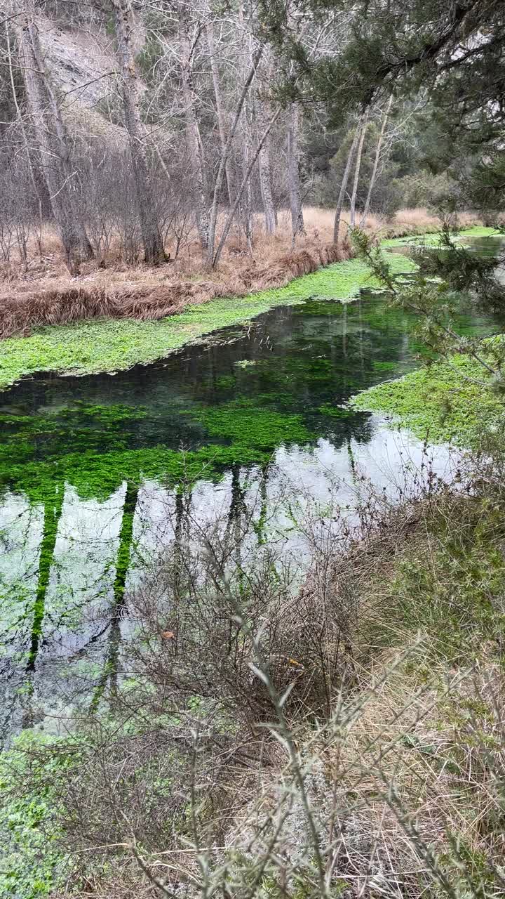 一条清澈清澈的山河在树木和漂浮的绿色植物之间平静地流过，La Fuentona, Muriel de La Fuente，西班牙索里亚，水平倾斜，4K视频下载