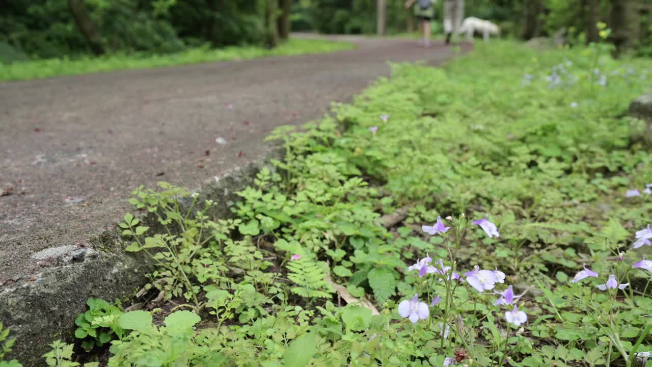 台湾新北市石门区尖山湖径视频素材