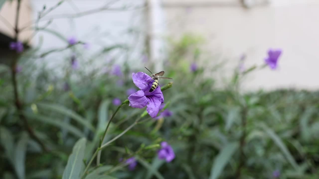 蜜蜂为紫色花朵授粉视频素材