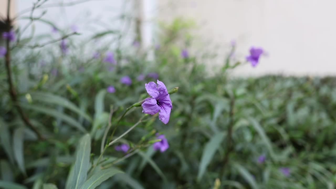 蜜蜂为紫色花朵授粉视频素材