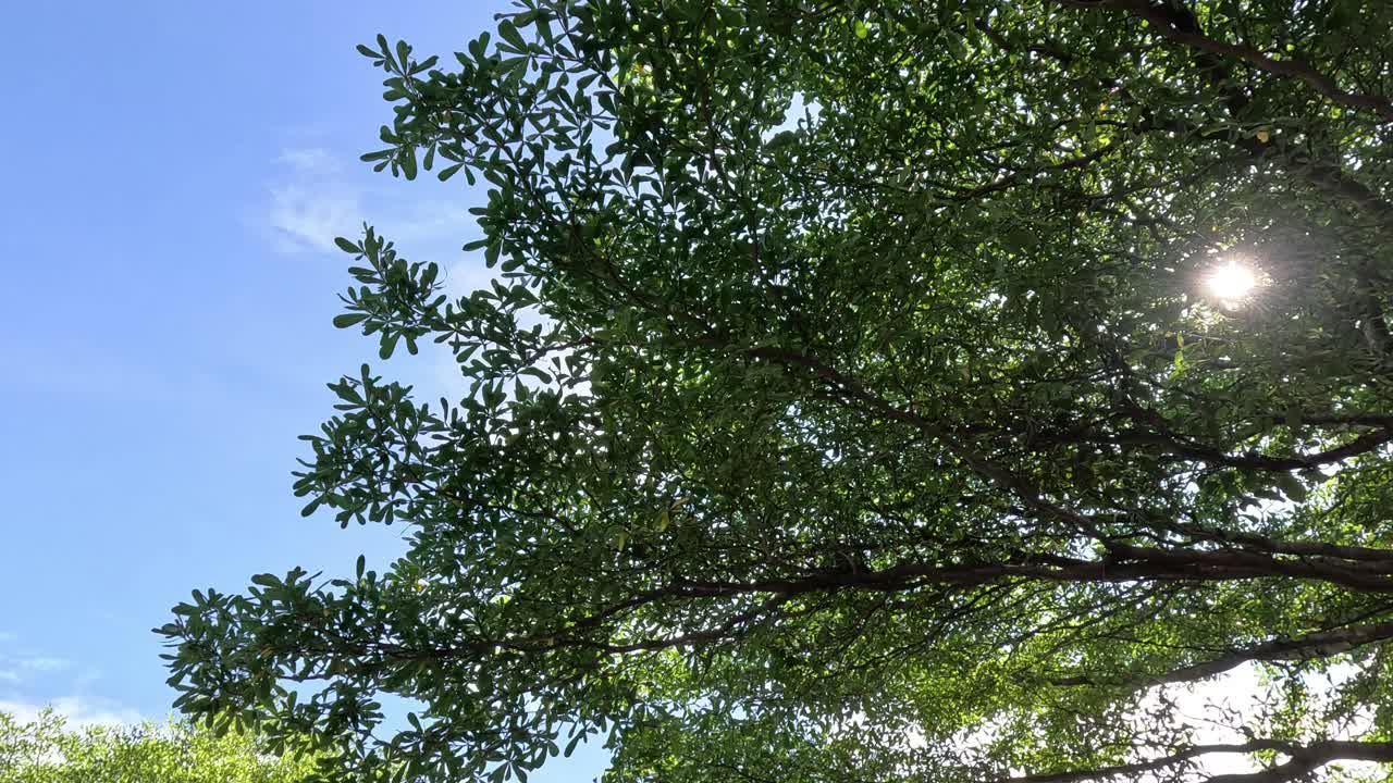 树叶沙沙，天空宁静视频素材