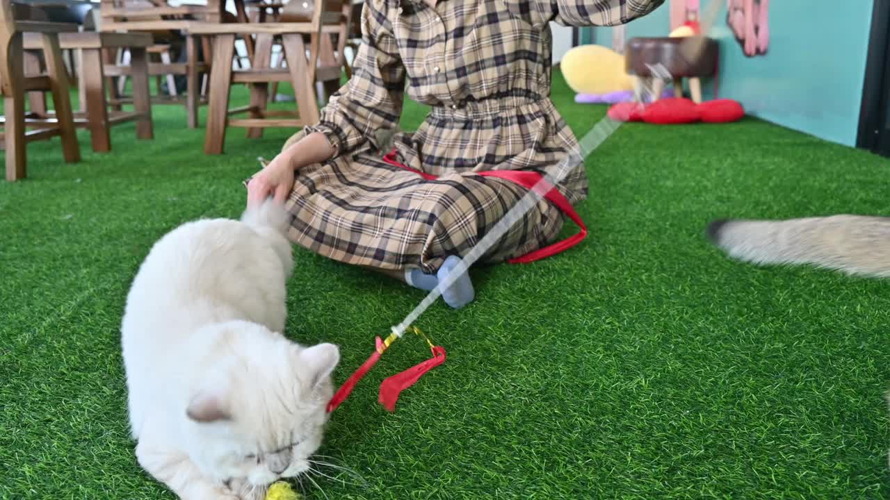 女人用猫玩具棒和猫玩。视频素材