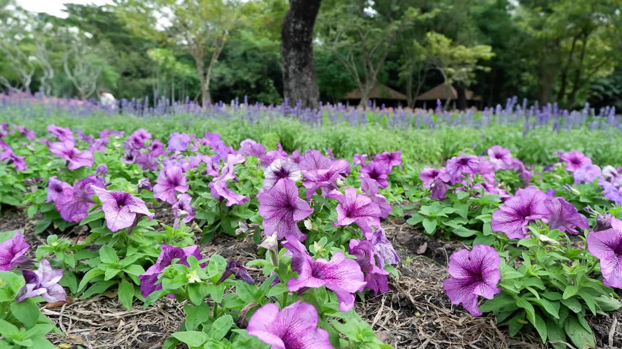 公园里盛开的紫色花朵视频素材