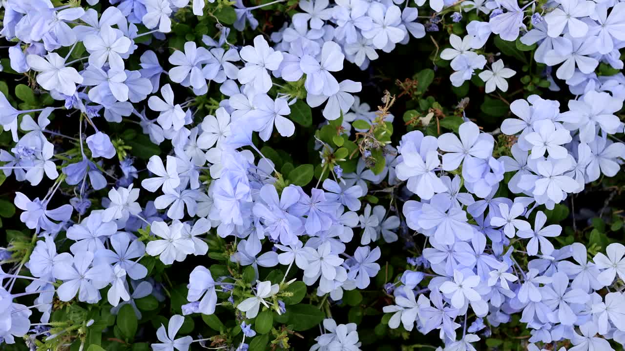 盛开的蓝色花朵蒙太奇视频素材