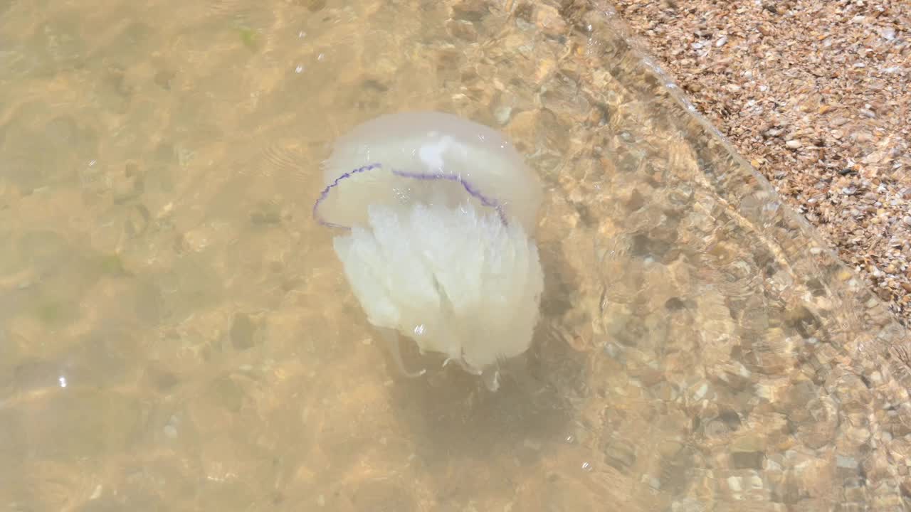 一把大吉他在岸边游来游去。亚速海的水母视频下载