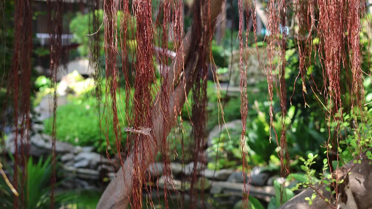 随着时间的推移，宁静的花园池塘视频素材