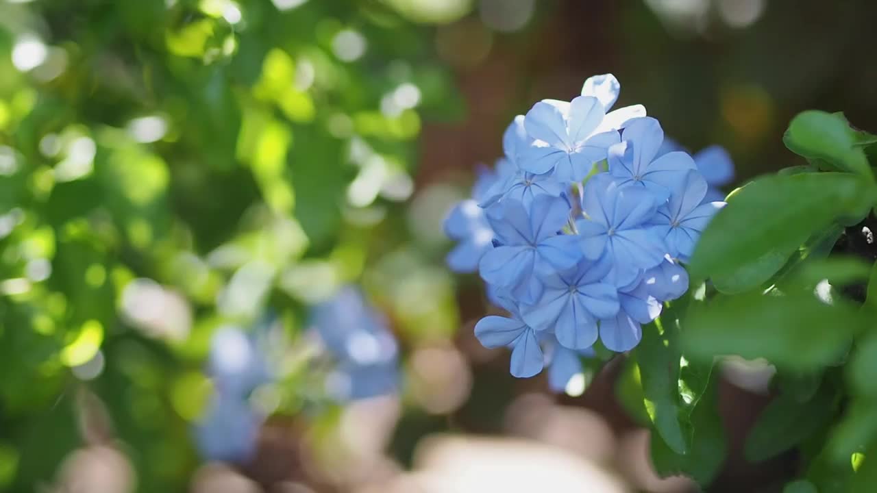 绣球花在花园里盛开。视频素材