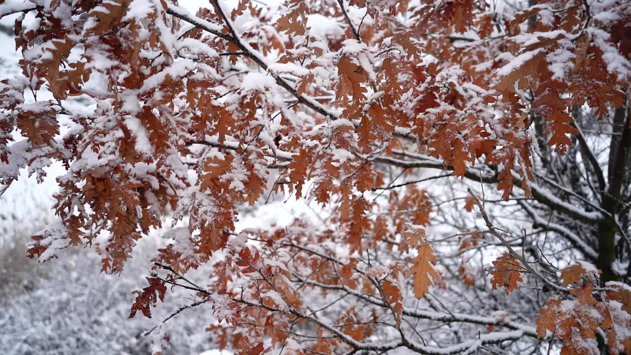 冬季降雪视频素材