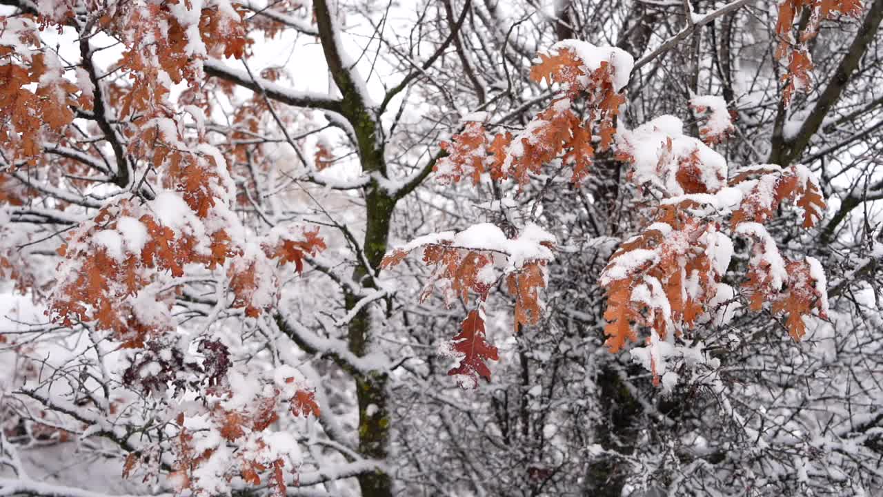 冬季降雪视频素材