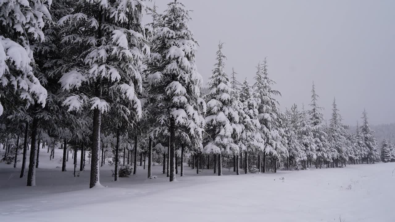 冬季降雪视频下载