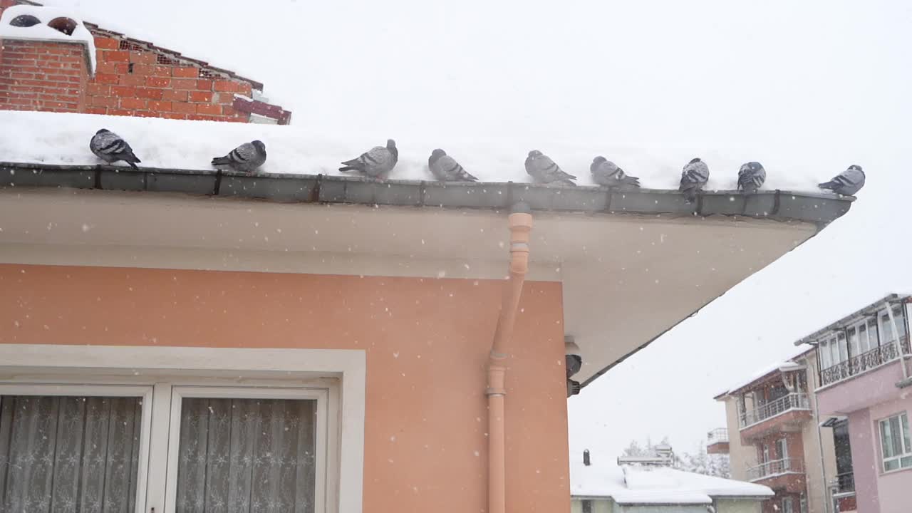 冬季降雪视频下载