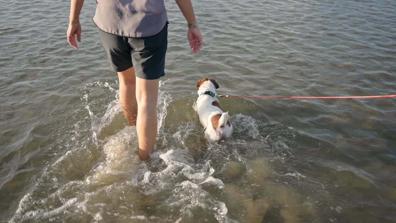 顽皮的狗在热带海滩上牵着皮带散步视频素材