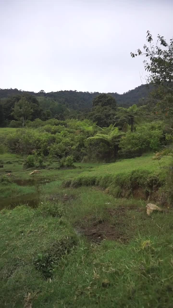 自然风光山脉自然全景丘陵，和森林的高大的绿树和斜坡的绿色种植园在多云的蓝天视频素材