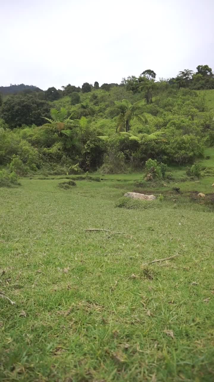 自然风光山脉自然全景丘陵，和森林的高大的绿树和斜坡的绿色种植园在多云的蓝天视频素材