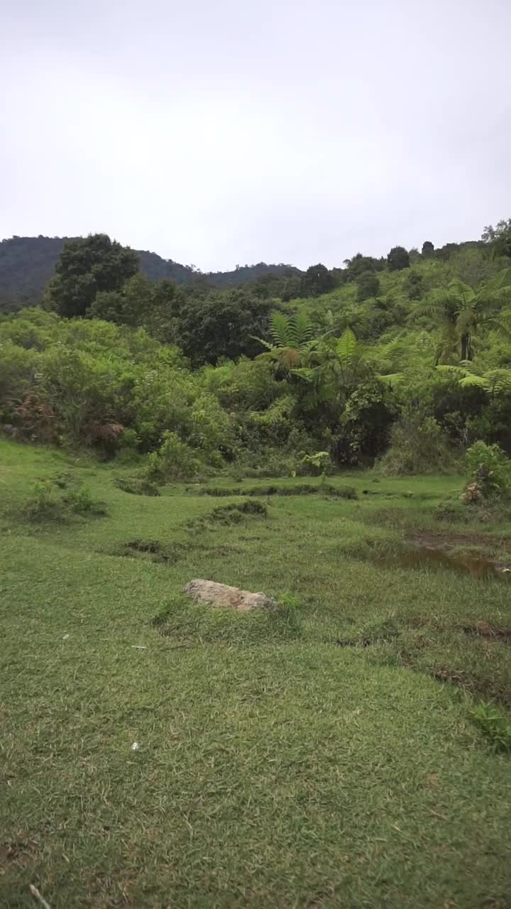 自然风光山脉自然全景丘陵，和森林的高大的绿树和斜坡的绿色种植园在多云的蓝天视频素材