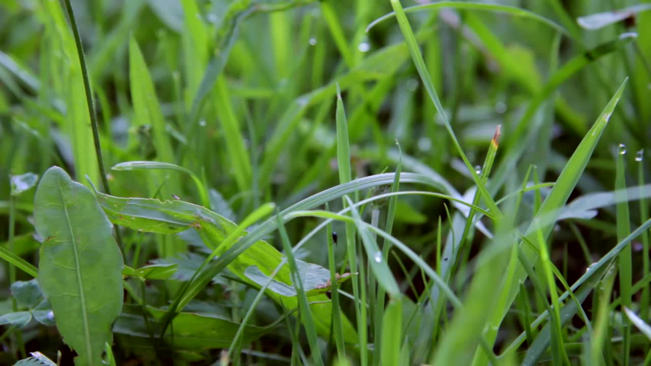 草叶与雨滴特写背景。视频下载