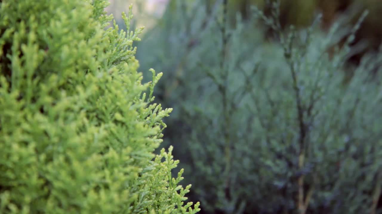 图贾特写。灌木丛下的宏观。自然的绿色植物。视频下载