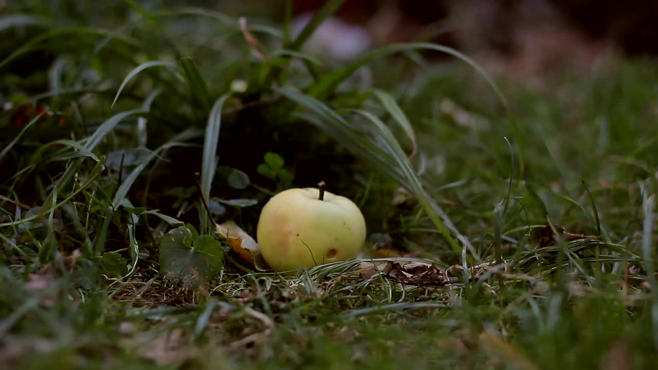 手和苹果。用手从地里取出食物。视频素材