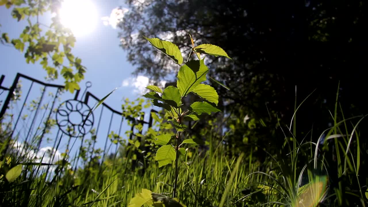 小树苗。阳光和微风视频下载