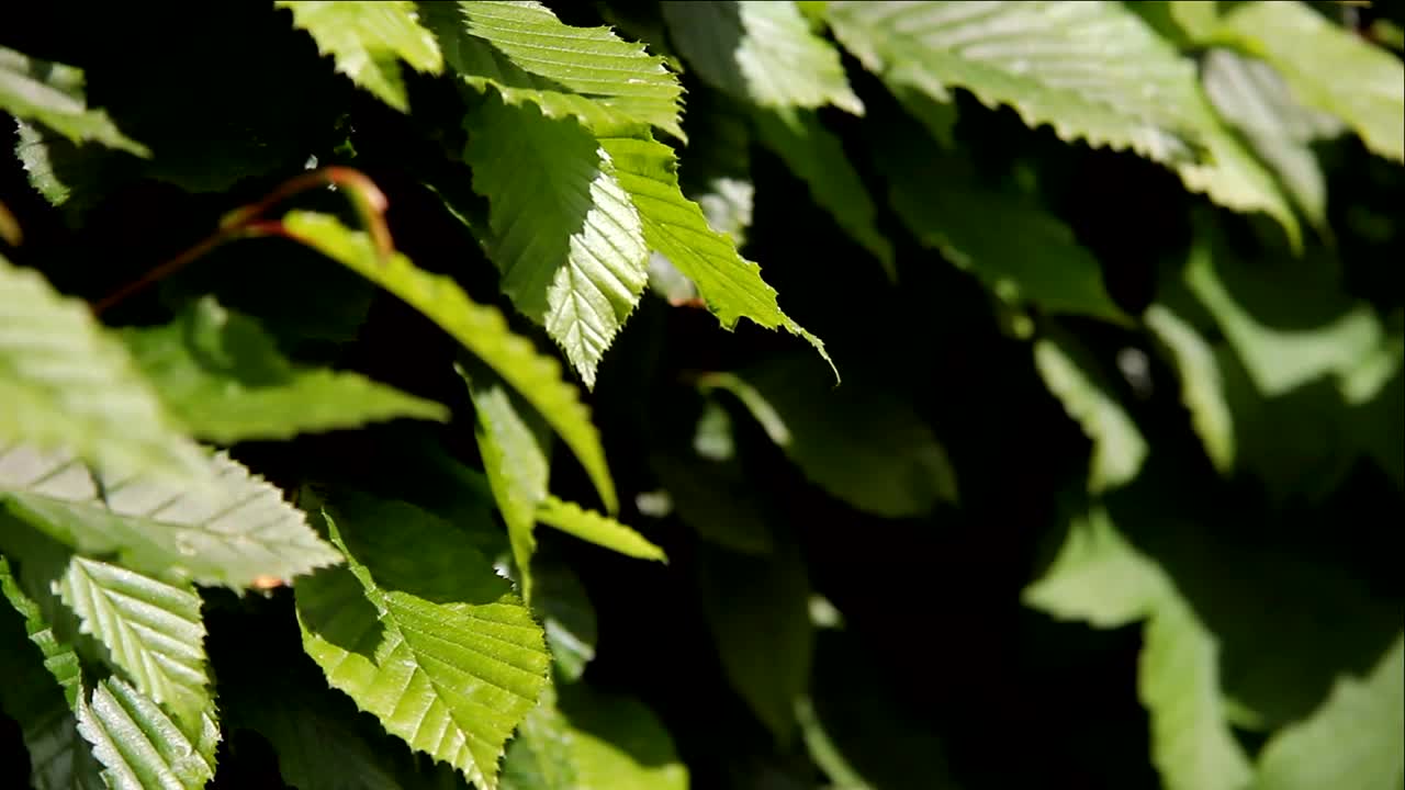 树叶随风飞舞的灌木视频素材