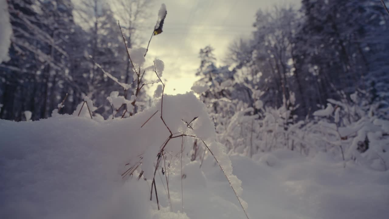 森林里的树枝上覆盖着霜和雪视频素材