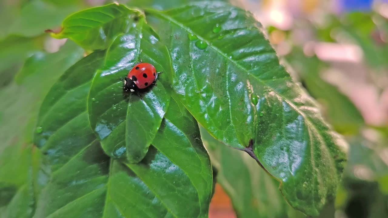 一只瓢虫在室内植物上缓慢行走视频下载