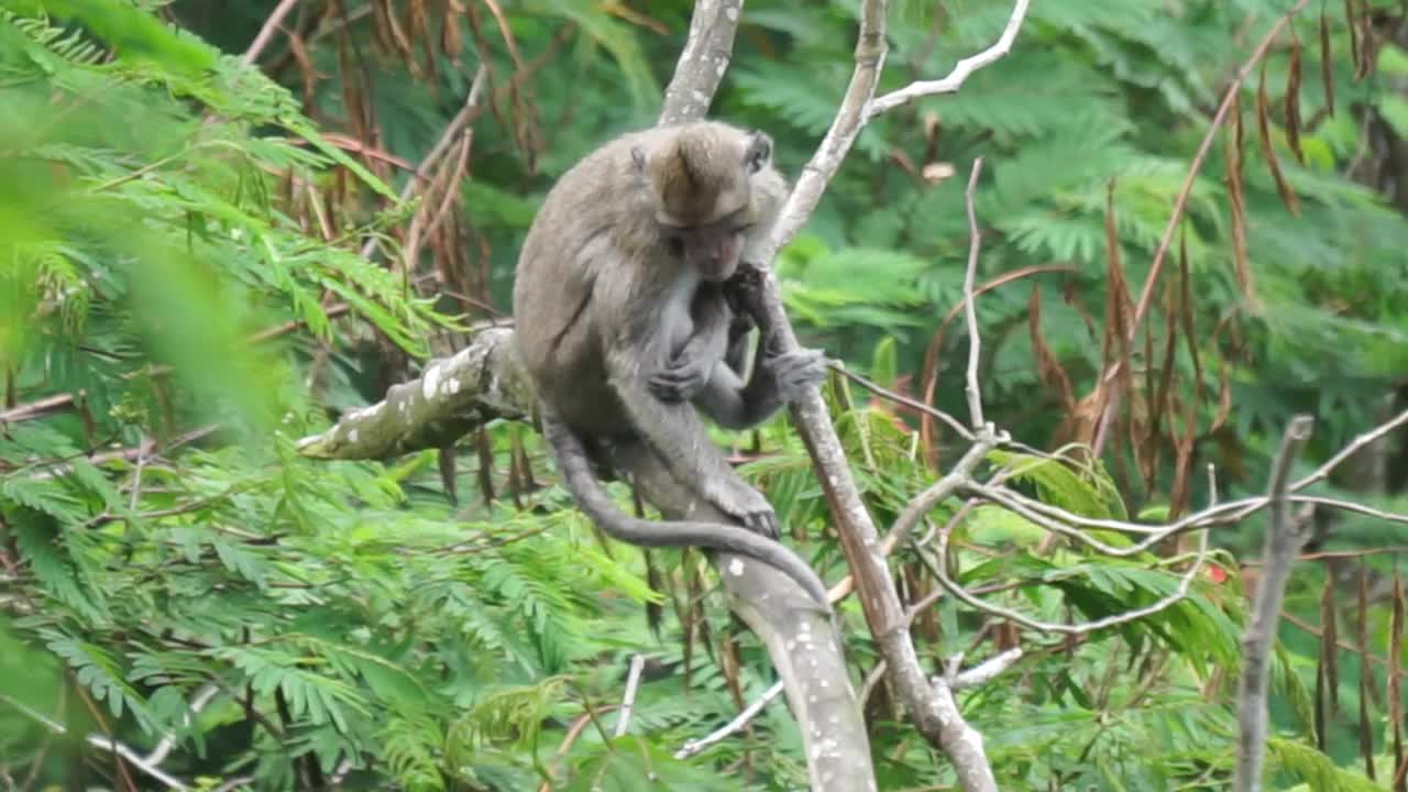 长尾猕猴，长尾猕猴，食蟹猴)在树上。视频素材