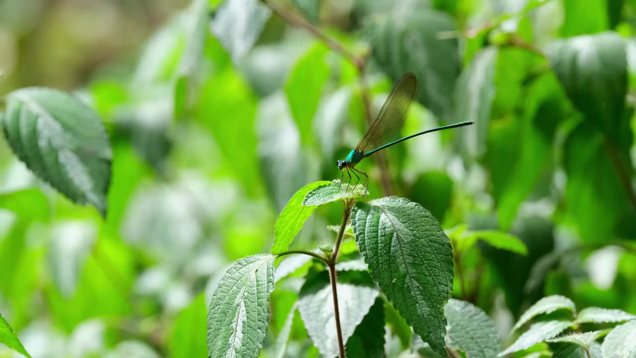 镜头拉近，这名男子在森林中的植物顶部向左看。泰国，透明翼森林之光视频素材