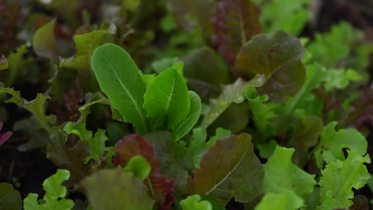 农民在花园里调查蔬菜有没有害虫破坏蔬菜?有机蔬菜视频素材