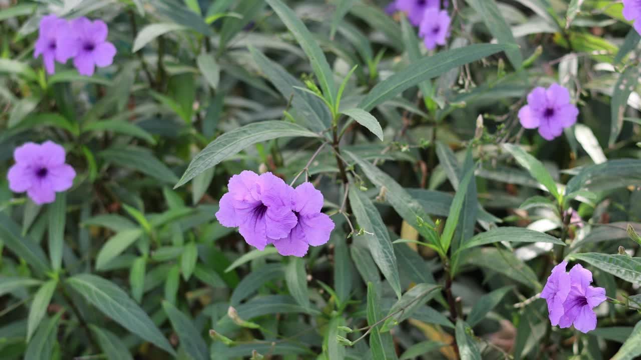 花园里盛开着紫色的花视频素材