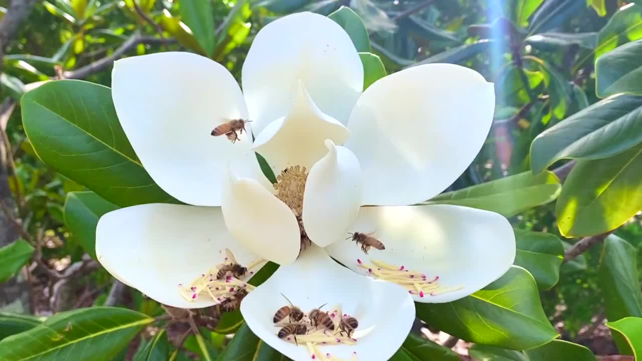 收集花粉的蜜蜂视频下载