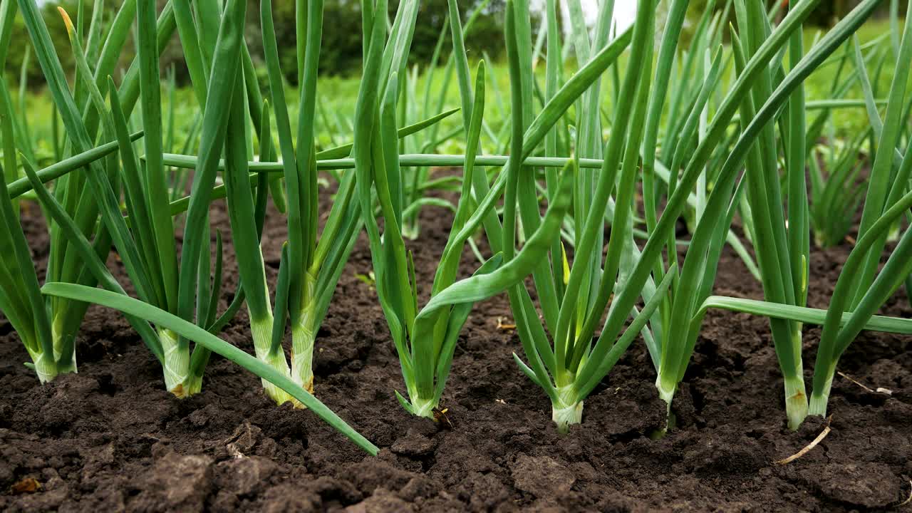 种植大葱的床。全景。种植有机蔬菜。维生素蔬菜。视频下载