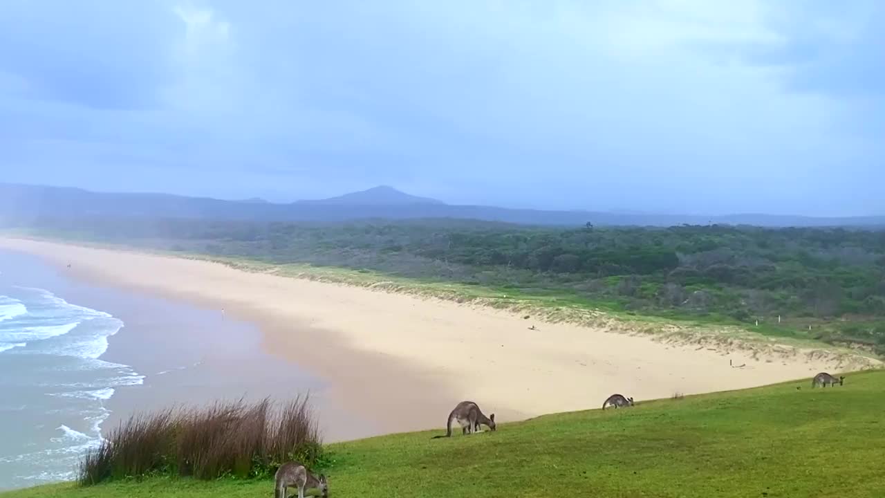 袋鼠在海岬吃草视频下载