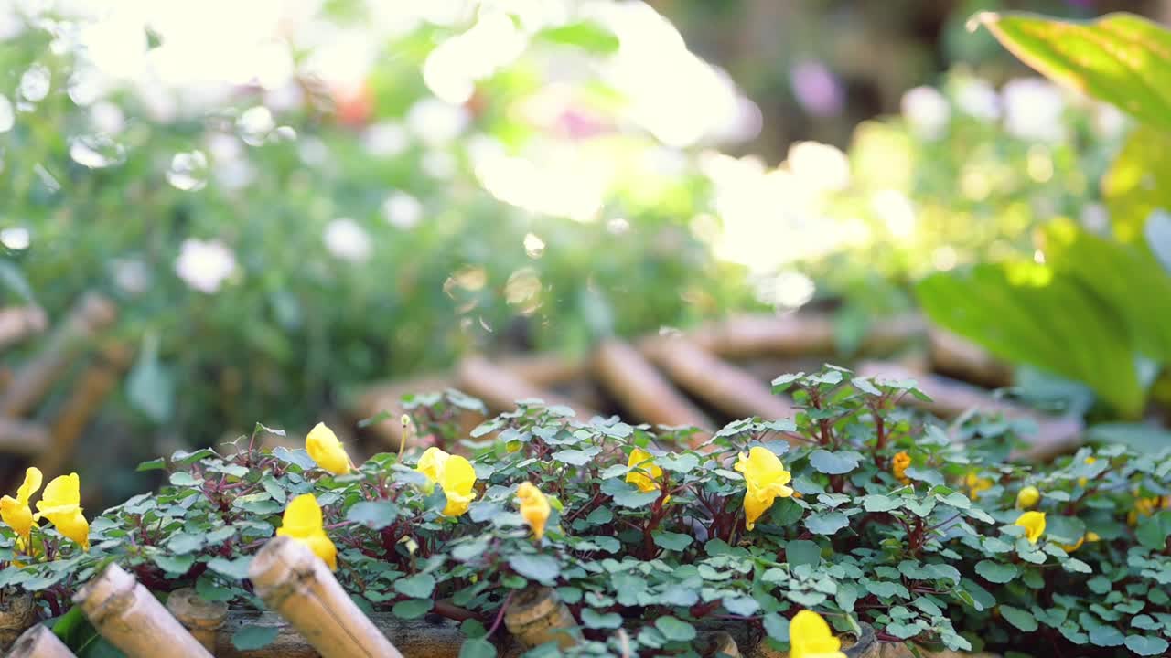 日落时的野花和树视频素材