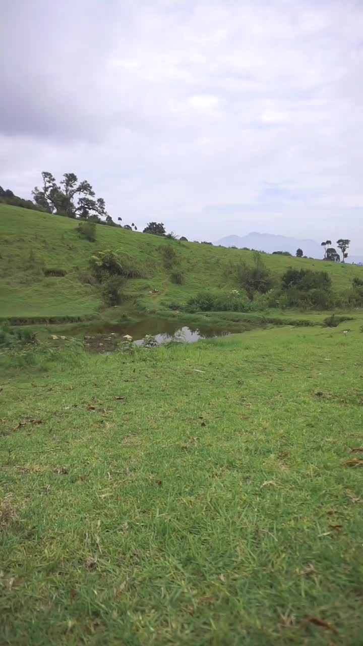 自然风光山脉自然全景丘陵，高大的绿树森林和绿色种植园斜坡在多云的蓝天下，白天视频素材