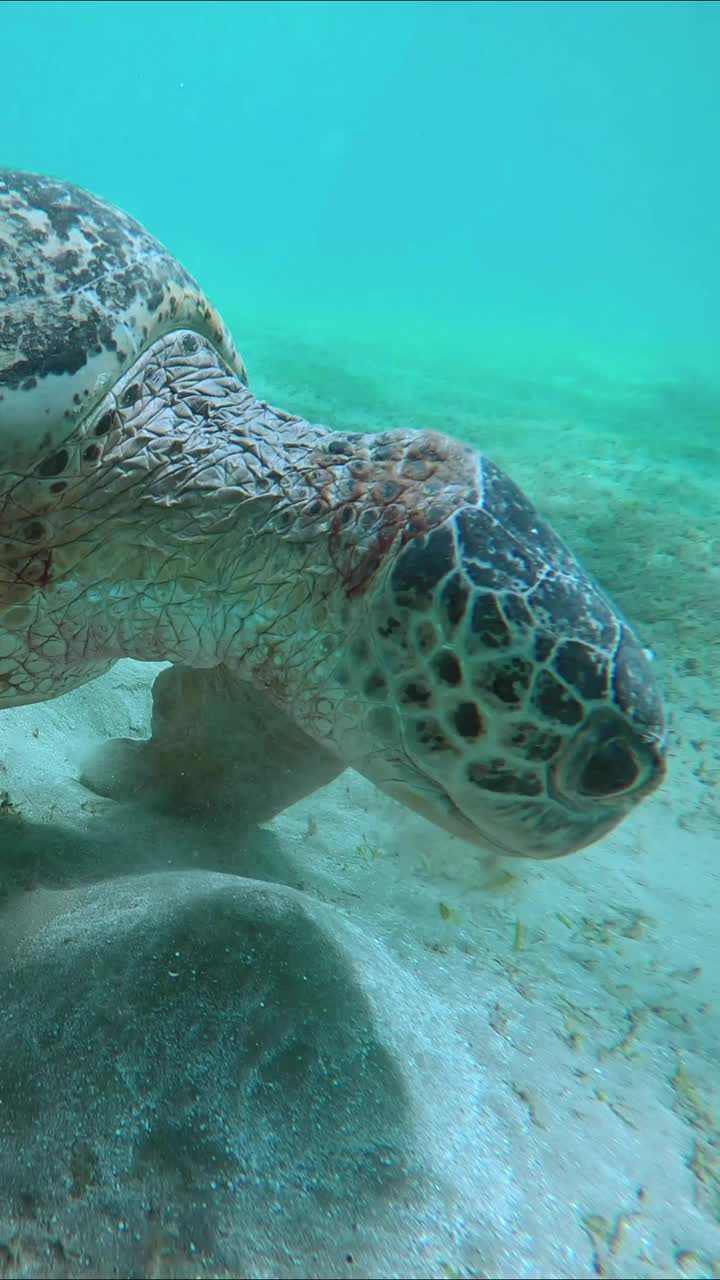 海龟咀嚼海草在海底缓慢移动的特写视频素材